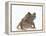 Malayan Leaf Frog-DLILLC-Framed Premier Image Canvas