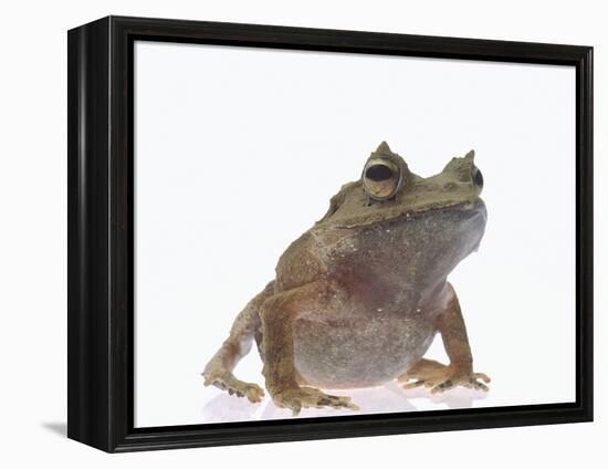 Malayan Leaf Frog-DLILLC-Framed Premier Image Canvas