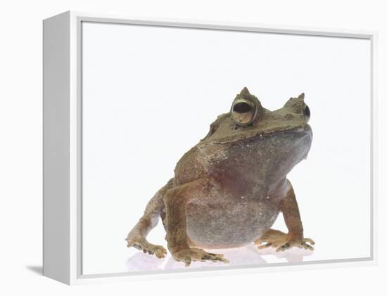 Malayan Leaf Frog-DLILLC-Framed Premier Image Canvas