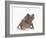 Malayan Leaf Frog-DLILLC-Framed Photographic Print