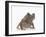 Malayan Leaf Frog-DLILLC-Framed Photographic Print