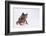 Malayan Leaf Frog-DLILLC-Framed Photographic Print