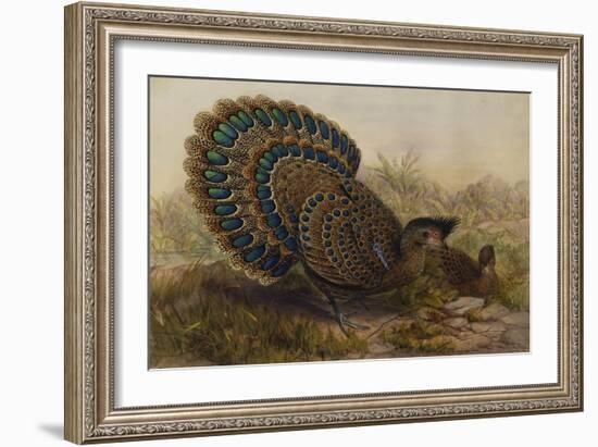 Malayan Peacock Pheasant (Polyplectron Bicalcaratum)-Henry Constantine Richter-Framed Giclee Print