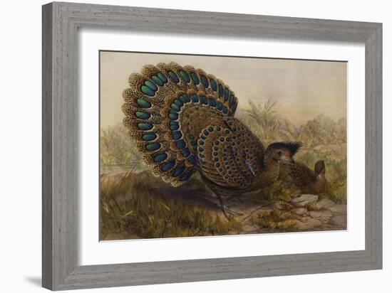 Malayan Peacock Pheasant (Polyplectron Bicalcaratum)-Henry Constantine Richter-Framed Giclee Print