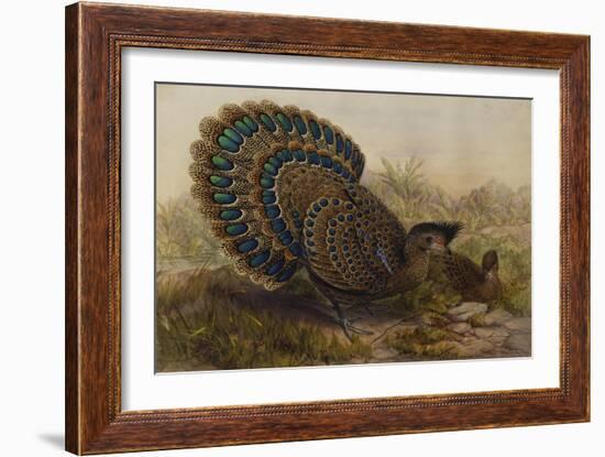 Malayan Peacock Pheasant (Polyplectron Bicalcaratum)-Henry Constantine Richter-Framed Giclee Print