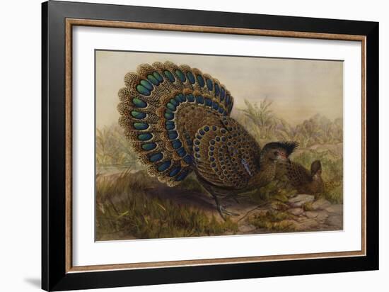 Malayan Peacock Pheasant (Polyplectron Bicalcaratum)-Henry Constantine Richter-Framed Giclee Print