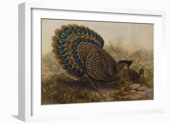 Malayan Peacock Pheasant (Polyplectron Bicalcaratum)-Henry Constantine Richter-Framed Giclee Print