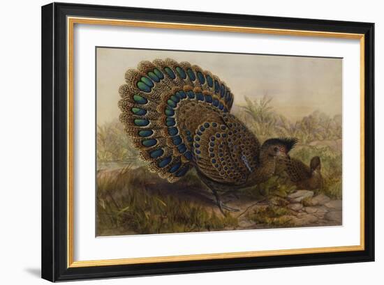 Malayan Peacock Pheasant (Polyplectron Bicalcaratum)-Henry Constantine Richter-Framed Giclee Print