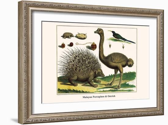 Malayan Porcupines and Ostrich-Albertus Seba-Framed Premium Giclee Print