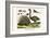 Malayan Porcupines and Ostrich-Albertus Seba-Framed Premium Giclee Print