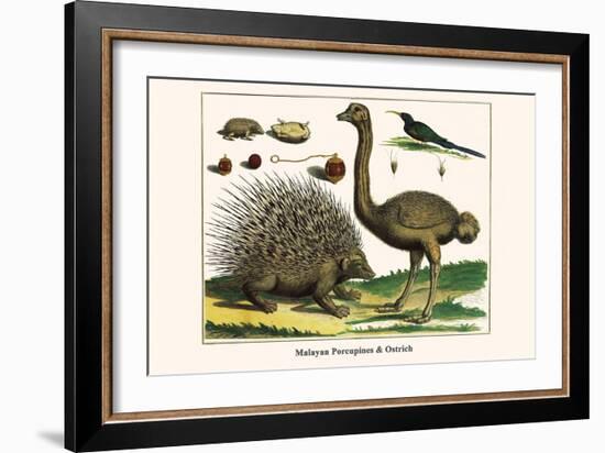 Malayan Porcupines and Ostrich-Albertus Seba-Framed Premium Giclee Print