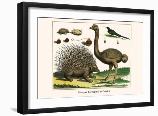 Malayan Porcupines and Ostrich-Albertus Seba-Framed Premium Giclee Print