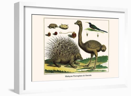 Malayan Porcupines and Ostrich-Albertus Seba-Framed Premium Giclee Print