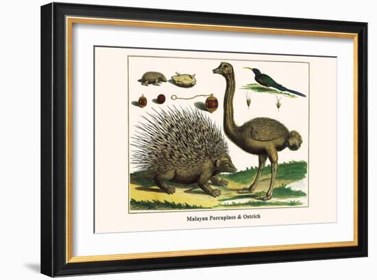 Malayan Porcupines and Ostrich-Albertus Seba-Framed Premium Giclee Print