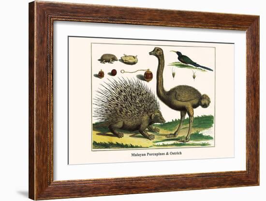 Malayan Porcupines and Ostrich-Albertus Seba-Framed Art Print