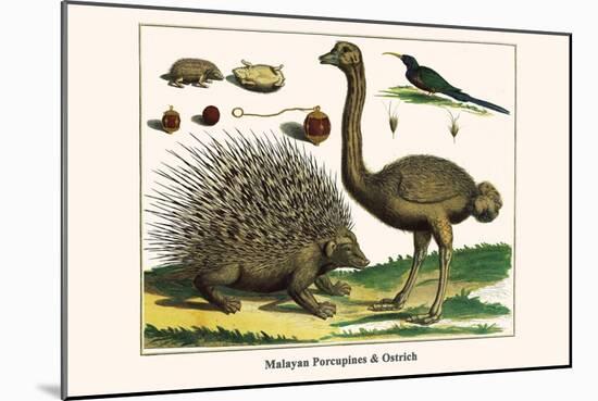 Malayan Porcupines and Ostrich-Albertus Seba-Mounted Art Print