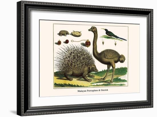 Malayan Porcupines and Ostrich-Albertus Seba-Framed Art Print