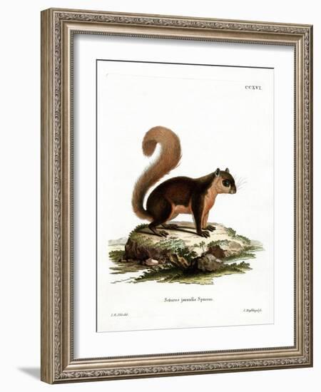 Malayan Squirrel-null-Framed Giclee Print