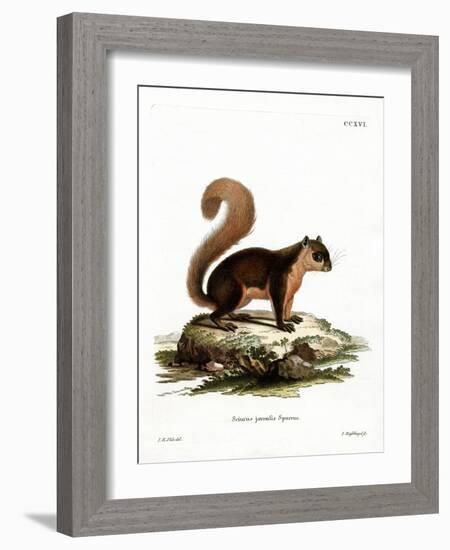 Malayan Squirrel-null-Framed Giclee Print