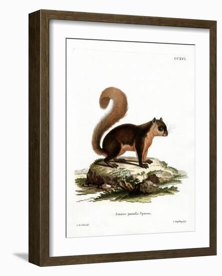 Malayan Squirrel-null-Framed Giclee Print