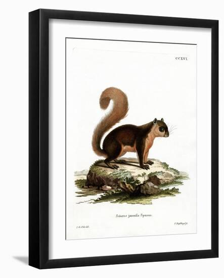 Malayan Squirrel-null-Framed Giclee Print