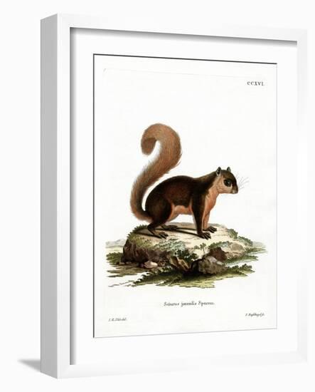 Malayan Squirrel-null-Framed Giclee Print