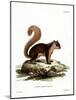 Malayan Squirrel-null-Mounted Giclee Print