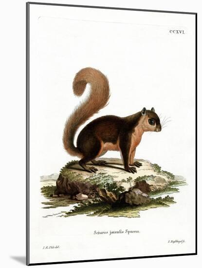 Malayan Squirrel-null-Mounted Giclee Print