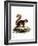 Malayan Squirrel-null-Framed Giclee Print