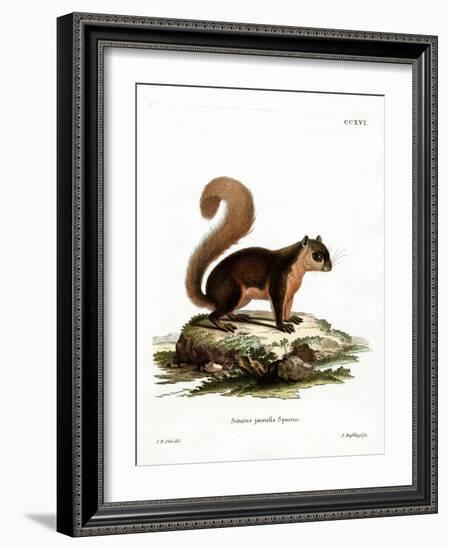 Malayan Squirrel-null-Framed Giclee Print