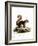 Malayan Squirrel-null-Framed Giclee Print