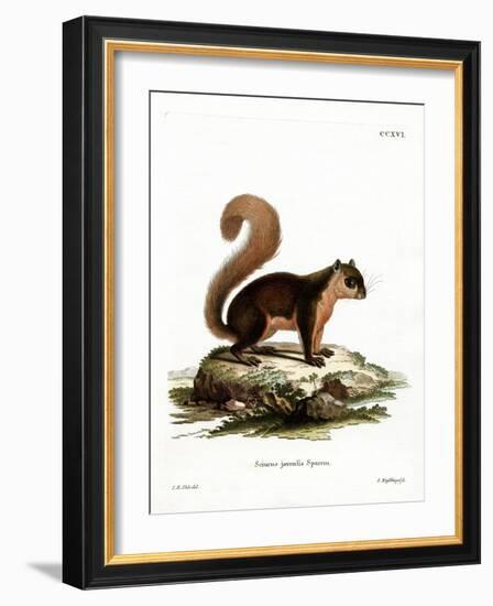 Malayan Squirrel-null-Framed Giclee Print