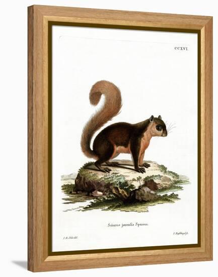 Malayan Squirrel-null-Framed Premier Image Canvas