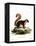 Malayan Squirrel-null-Framed Premier Image Canvas