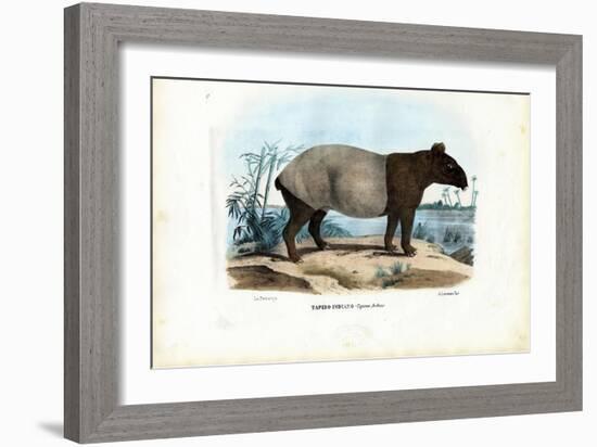 Malayan Tapir, 1863-79-Raimundo Petraroja-Framed Giclee Print