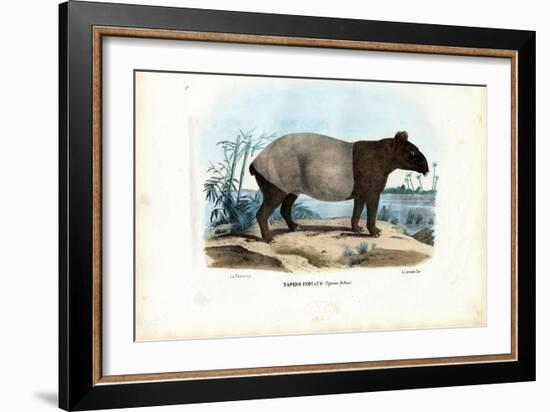 Malayan Tapir, 1863-79-Raimundo Petraroja-Framed Giclee Print