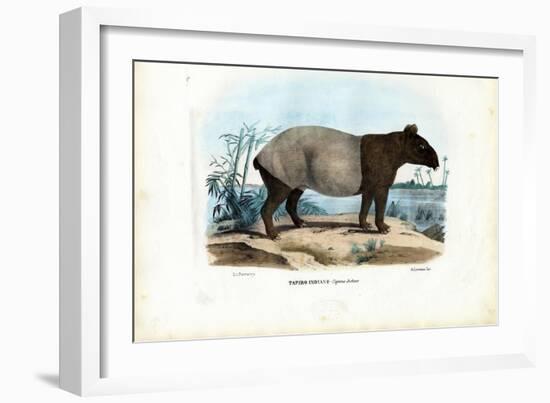 Malayan Tapir, 1863-79-Raimundo Petraroja-Framed Giclee Print