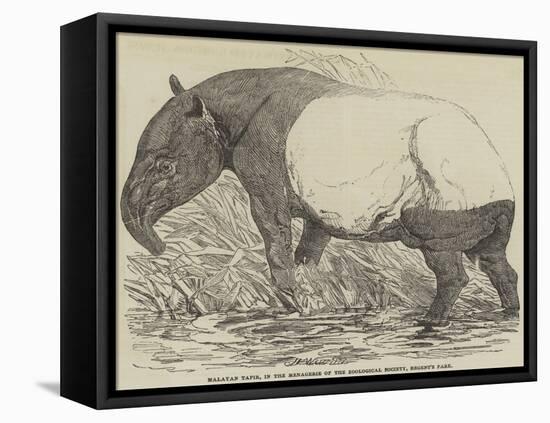 Malayan Tapir, in the Menagerie of the Zoological Society, Regent's Park-Harrison William Weir-Framed Premier Image Canvas