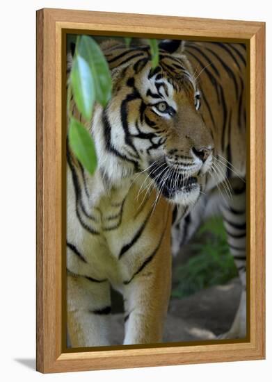 Malayan Tiger (Panthera Tigris Jacksoni), Malaysia-Daniel Heuclin-Framed Premier Image Canvas