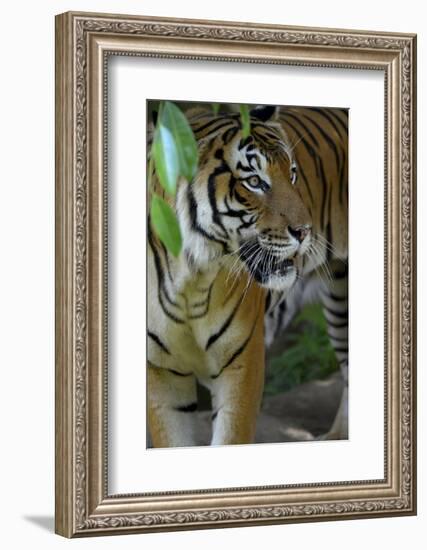 Malayan Tiger (Panthera Tigris Jacksoni), Malaysia-Daniel Heuclin-Framed Photographic Print