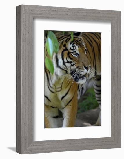 Malayan Tiger (Panthera Tigris Jacksoni), Malaysia-Daniel Heuclin-Framed Photographic Print