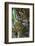 Malayan Tiger (Panthera Tigris Jacksoni), Malaysia-Daniel Heuclin-Framed Photographic Print