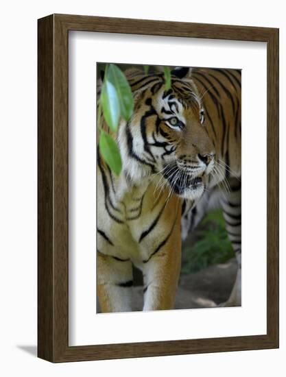 Malayan Tiger (Panthera Tigris Jacksoni), Malaysia-Daniel Heuclin-Framed Photographic Print