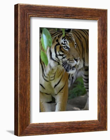 Malayan Tiger (Panthera Tigris Jacksoni), Malaysia-Daniel Heuclin-Framed Photographic Print