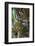 Malayan Tiger (Panthera Tigris Jacksoni), Malaysia-Daniel Heuclin-Framed Photographic Print