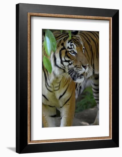 Malayan Tiger (Panthera Tigris Jacksoni), Malaysia-Daniel Heuclin-Framed Photographic Print