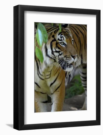 Malayan Tiger (Panthera Tigris Jacksoni), Malaysia-Daniel Heuclin-Framed Photographic Print