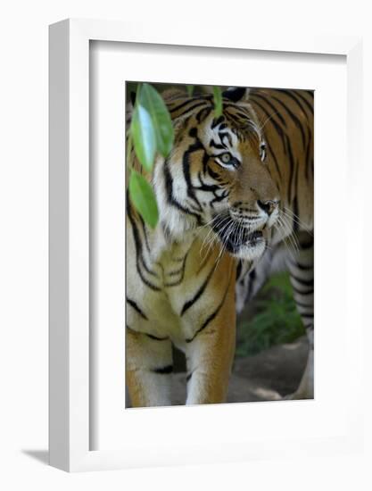 Malayan Tiger (Panthera Tigris Jacksoni), Malaysia-Daniel Heuclin-Framed Photographic Print