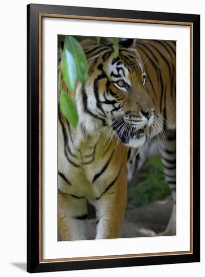 Malayan Tiger (Panthera Tigris Jacksoni), Malaysia-Daniel Heuclin-Framed Photographic Print