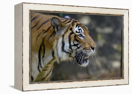 Malayan Tiger (Panthera Tigris Jacksoni), Malaysia-Daniel Heuclin-Framed Premier Image Canvas